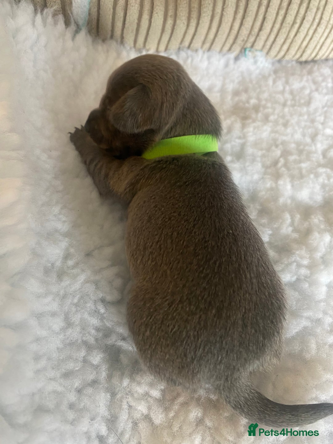 Mixed Breed dogs for sale: Tiny chiweenie puppy’s  - Image 21