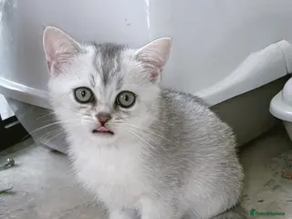 British Shorthair cats BSH GCCF , silver chinchilla & colour point Boys - Advert 6