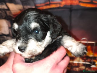 Miniature Schnauzer dogs Charming Mini Schnauzers with KC registration - Advert 5
