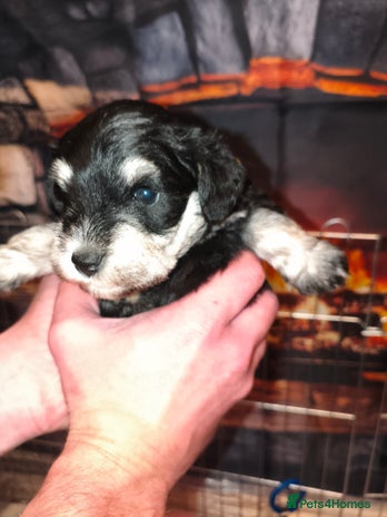 Miniature Schnauzer dogs Charming Mini Schnauzers with KC registration - Advert 5