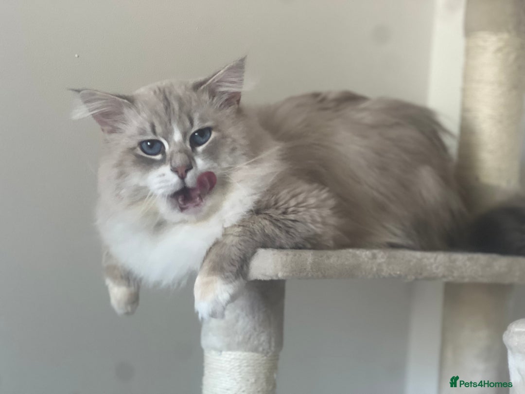 Siberian cats for stud: Stud Champion Bloodline Neva Masquerade GCCF TICA - Image 5