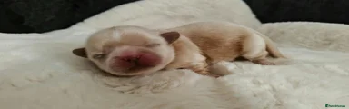 No collar 