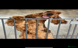 Cocker Spaniel dogs for sale: Top Quality Show Cocker - Top European Show Lines  - Image 5