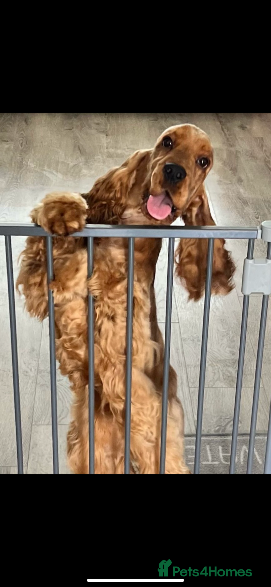 Cocker Spaniel dogs for sale: Top Quality Show Cocker - Top European Show Lines  - Image 5