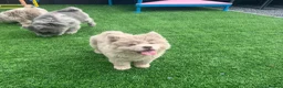 Chow Chow dogs for sale: Exotic colour male chow chow puppies for sale  - Advert 24