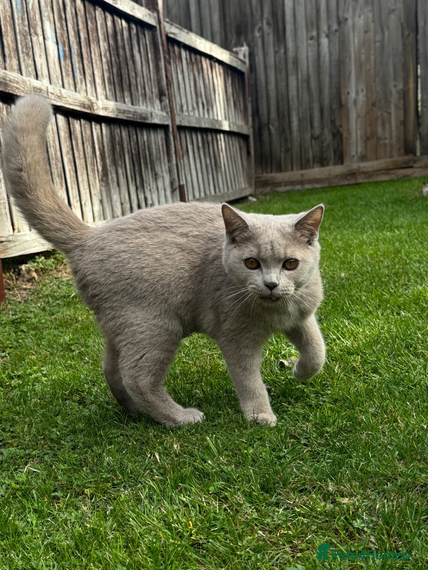 British Shorthair cats Lilac BSH boy and girl  - Advert 2