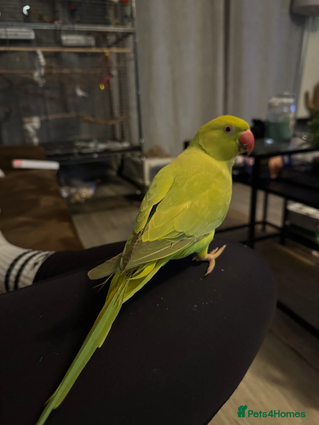 Ringnecks birds for sale: Indian Ringneck Parrot  in York - Advert 2