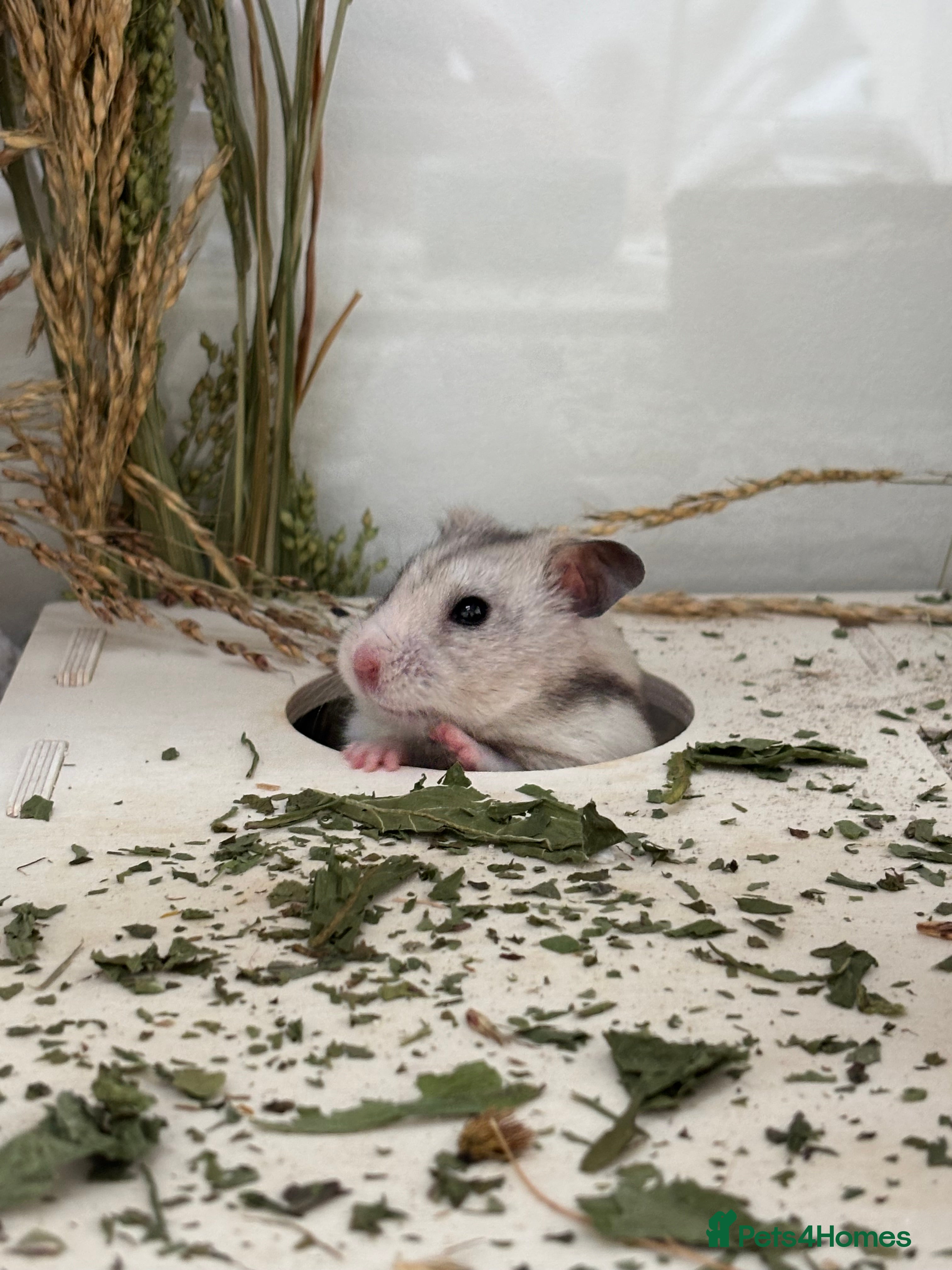 Hamster rodents Lovely hamster looking for new home 🩷 in Lewes - Advert 1