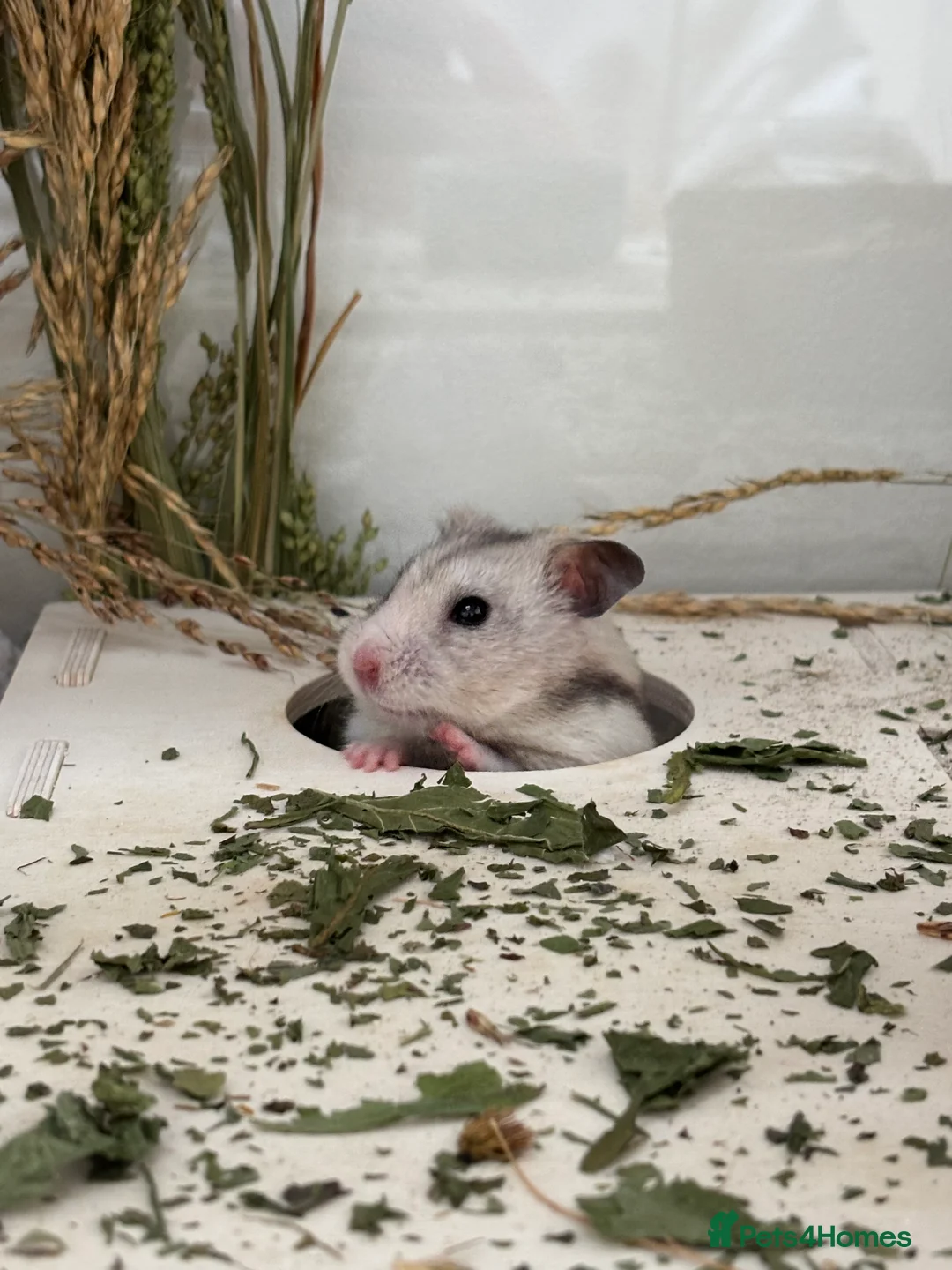 Hamster rodents for sale: Lovely hamster looking for new home 🩷 in Lewes - Advert 1