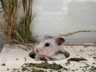 Hamster rodents Lovely hamster looking for new home 🩷 in Lewes - Advert 1