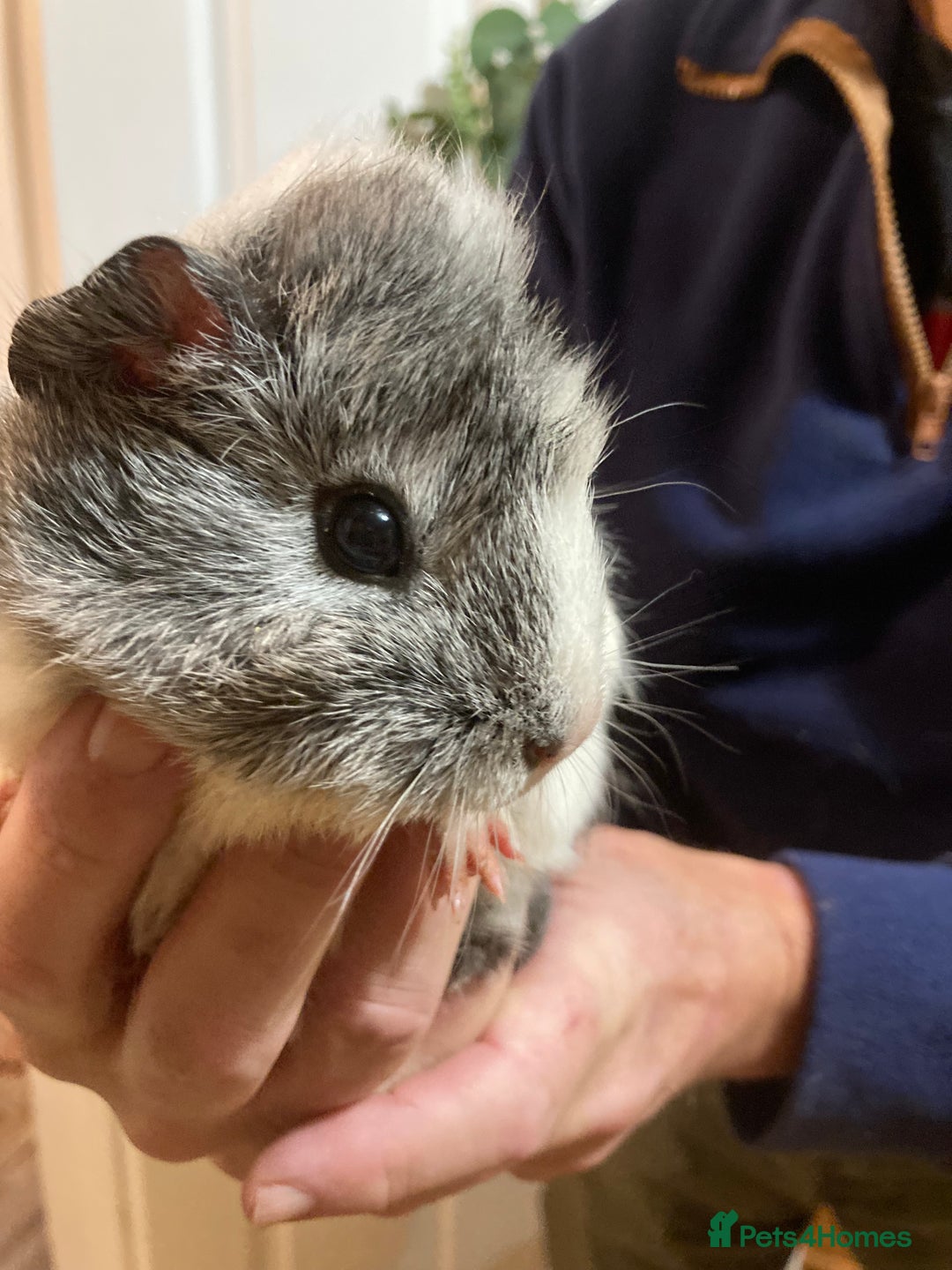 Guinea Pig rodents for sale: 5 gorgeous female Guinea pigs for sale - Advert 10