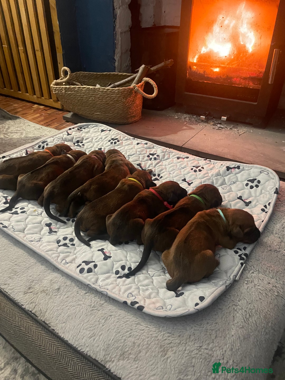 Rhodesian Ridgeback dogs for sale: Beautiful Rhodesian Ridgeback pups - Advert 1