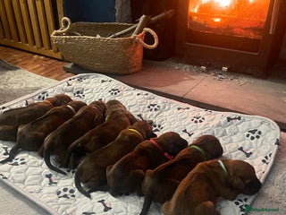 Rhodesian Ridgeback dogs Beautiful Rhodesian Ridgeback pups - Advert 7