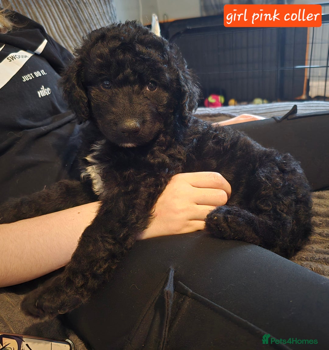 Mixed Breed dogs for sale: Standard poodle  cross - Advert 6