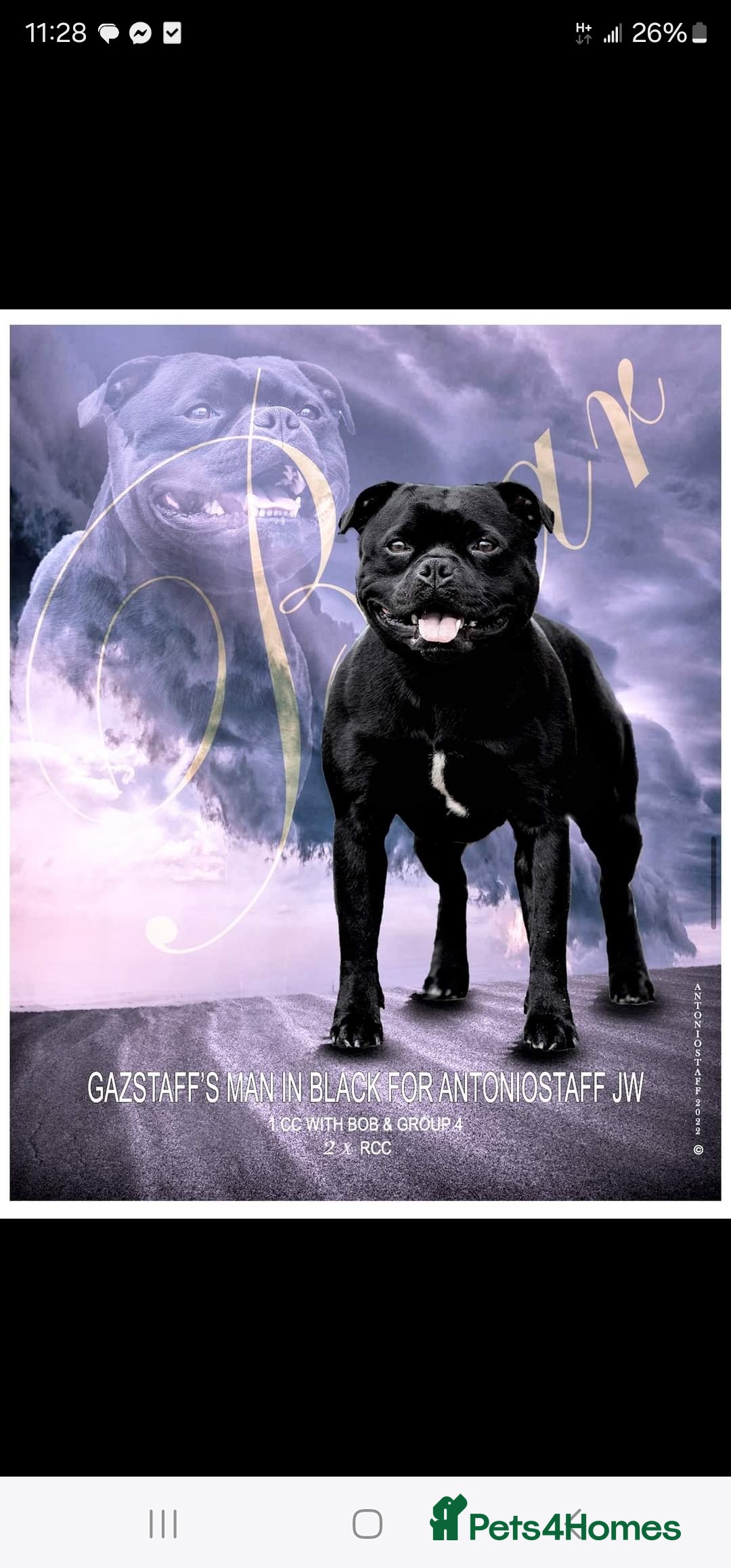 Staffordshire Bull Terrier dogs for sale:  STAFFORDSHIRE BULL TERRIERS PUPS  - Image 18