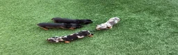 Miniature Dachshund dogs for sale: Miniature dachshund Puppys for sale  in Aldershot - Advert 14