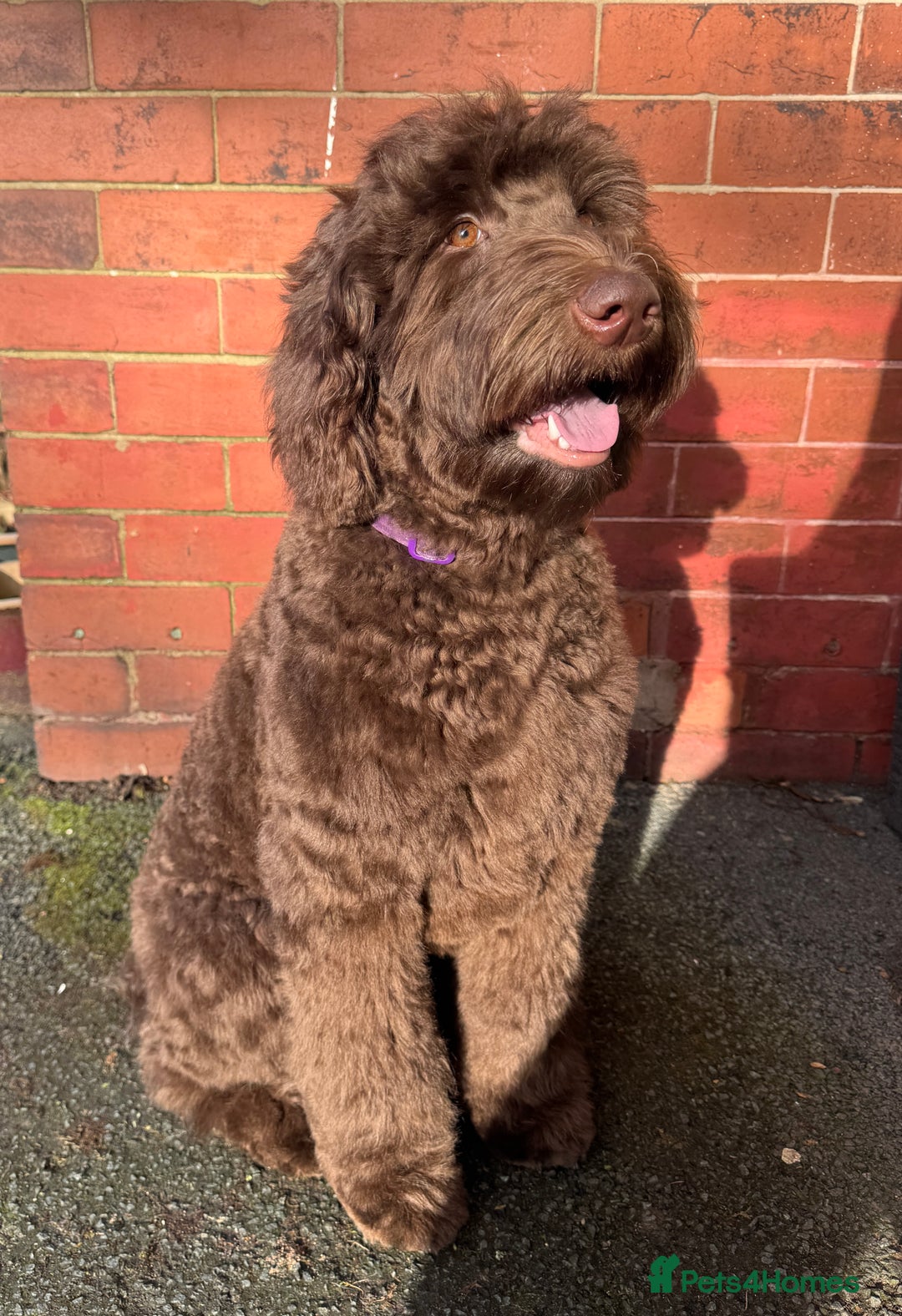 Labradoodle dogs for sale: Labradoodle 12th+ generation  - Image 16