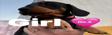 Miniature Dachshund 4