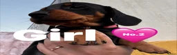 Miniature Dachshund dogs for sale: Miniature dachshunds puppies ready for their new - Advert 3