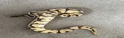 Python Snake reptiles for sale: Ball pythons various - Advert 9