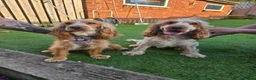 Cocker Spaniel dogs for sale: KC registered Show Cocker Spaniels  - Advert 2