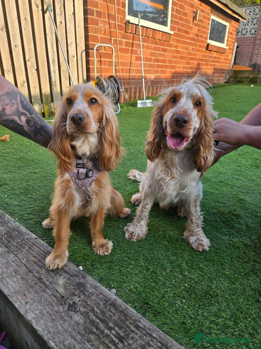 Cocker Spaniel dogs for sale: KC registered Show Cocker Spaniels  - Advert 2