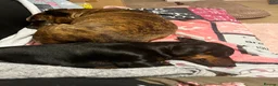 Dachshund dogs for sale: Adult Dachshund female  - Advert 7
