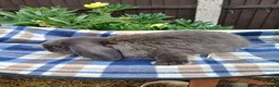 Mini Lop rabbits for sale: Mini plush x mini lop  - Advert 8