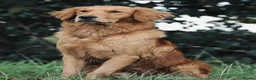 Golden Retriever dogs for sale: Last boy KC Red Golden Retriever - Advert 8