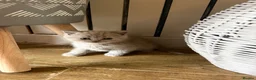British Shorthair cats for sale: British Shorthair Teddy Bears 😻😻😻😻😻 - Advert 22