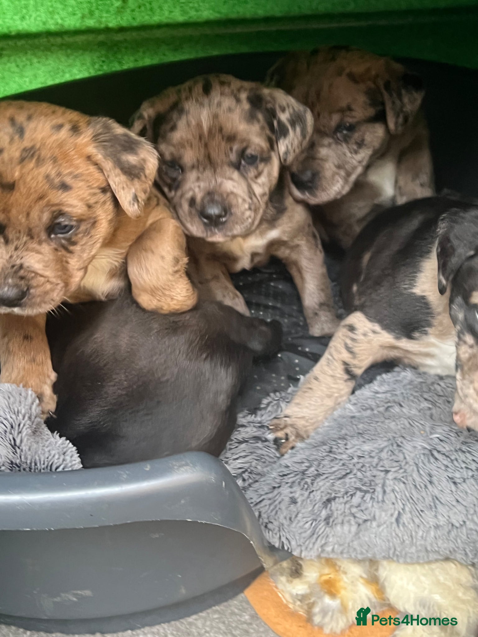 Mixed Breed dogs Staff cross puppies, great characters markings - Advert 7