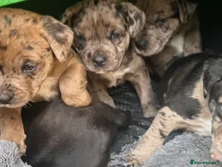 Mixed Breed dogs Staff cross puppies, great characters markings - Advert 7