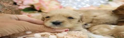 Cavapoo dogs for sale: *Health tested* F1 Cavapoos in Wisbech - Advert 7