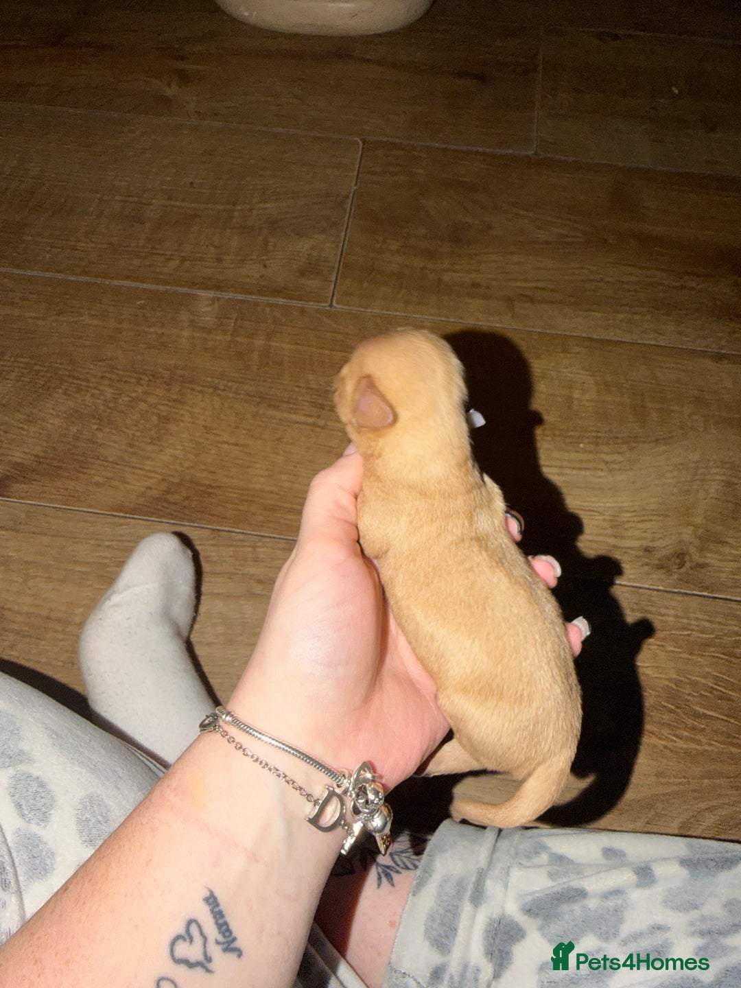 Chiweenie dogs for sale: Chiweenies  - Advert 8