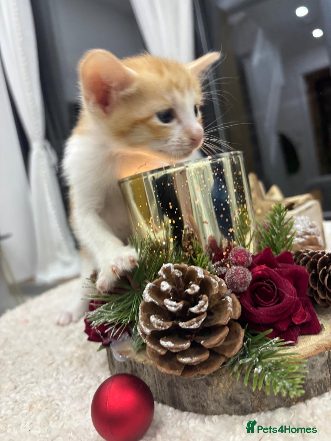 Oriental cats for sale: Gorgeous oriental kittens  - Advert 13