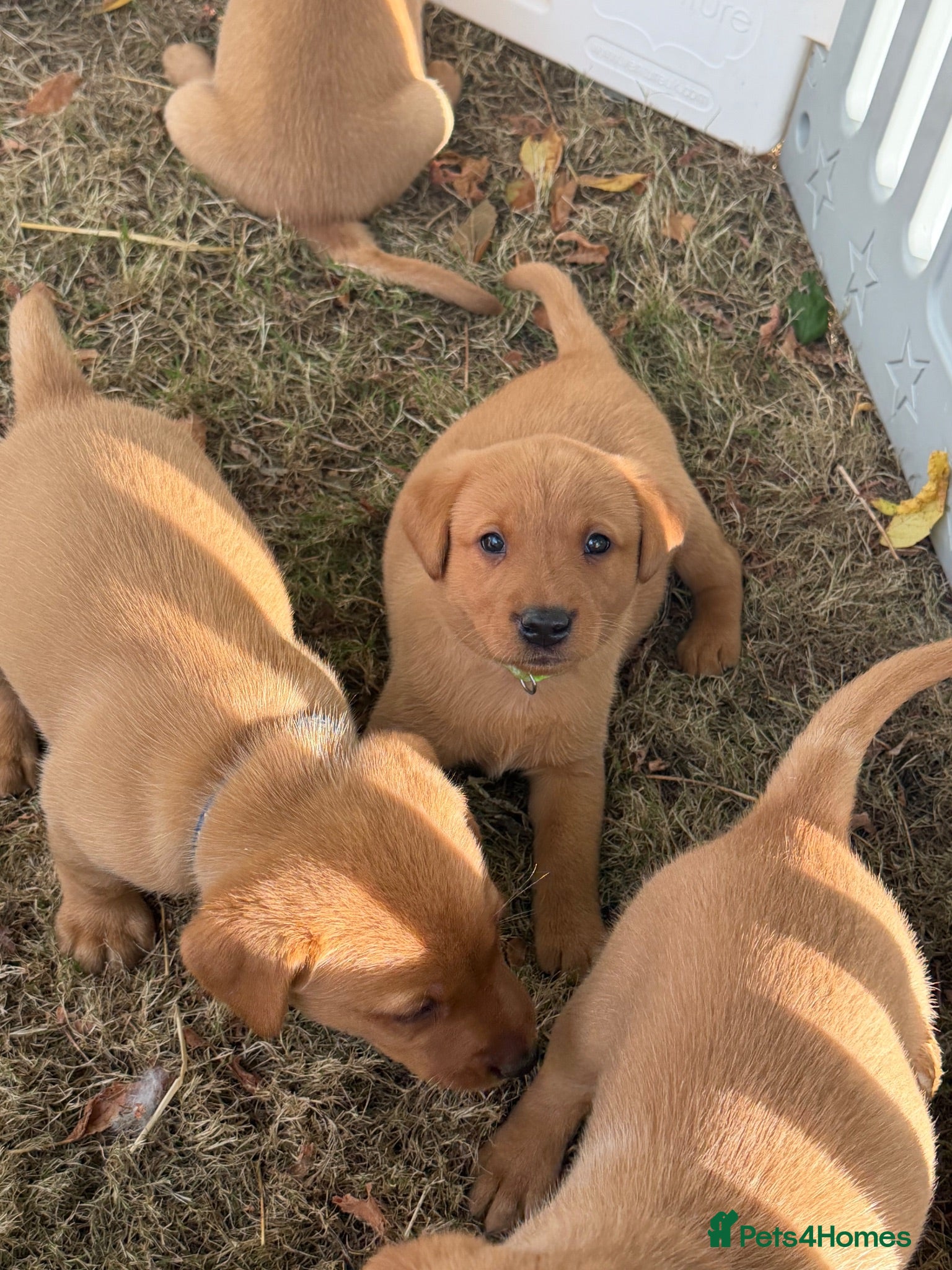 Labrador Retriever dogs KC REG Fox red Labrador puppies  - Advert 2