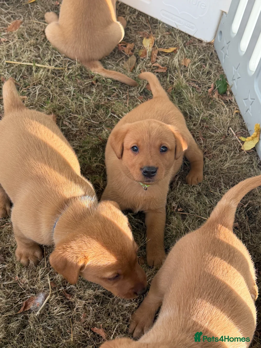 Labrador Retriever dogs for sale: KC REG Fox red Labrador puppies  in Liskeard - Advert 2