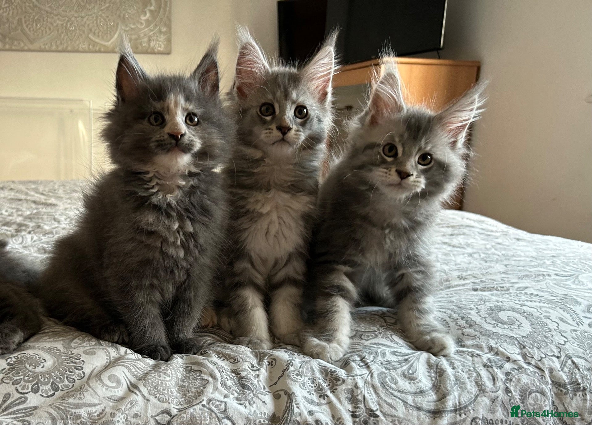 Maine Coon cats GCCF Blue and Silver Registered Maine Coon Kittens - Advert 2