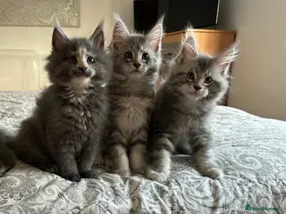 Maine Coon cats GCCF Blue and Silver Registered Maine Coon Kittens - Advert 2