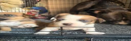 Staffordshire Bull Terrier dogs for sale: Staffy pups  - Advert 17