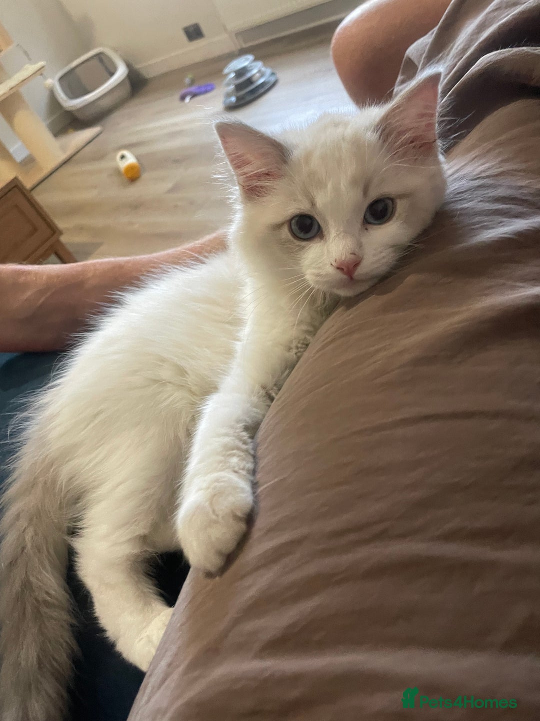 Ragdoll cats for sale: 🌸Extensively health tested Tica Ragdoll kitten🌸 - Image 2