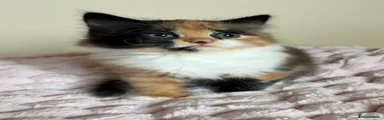 Mixed Breed Kitten 1
