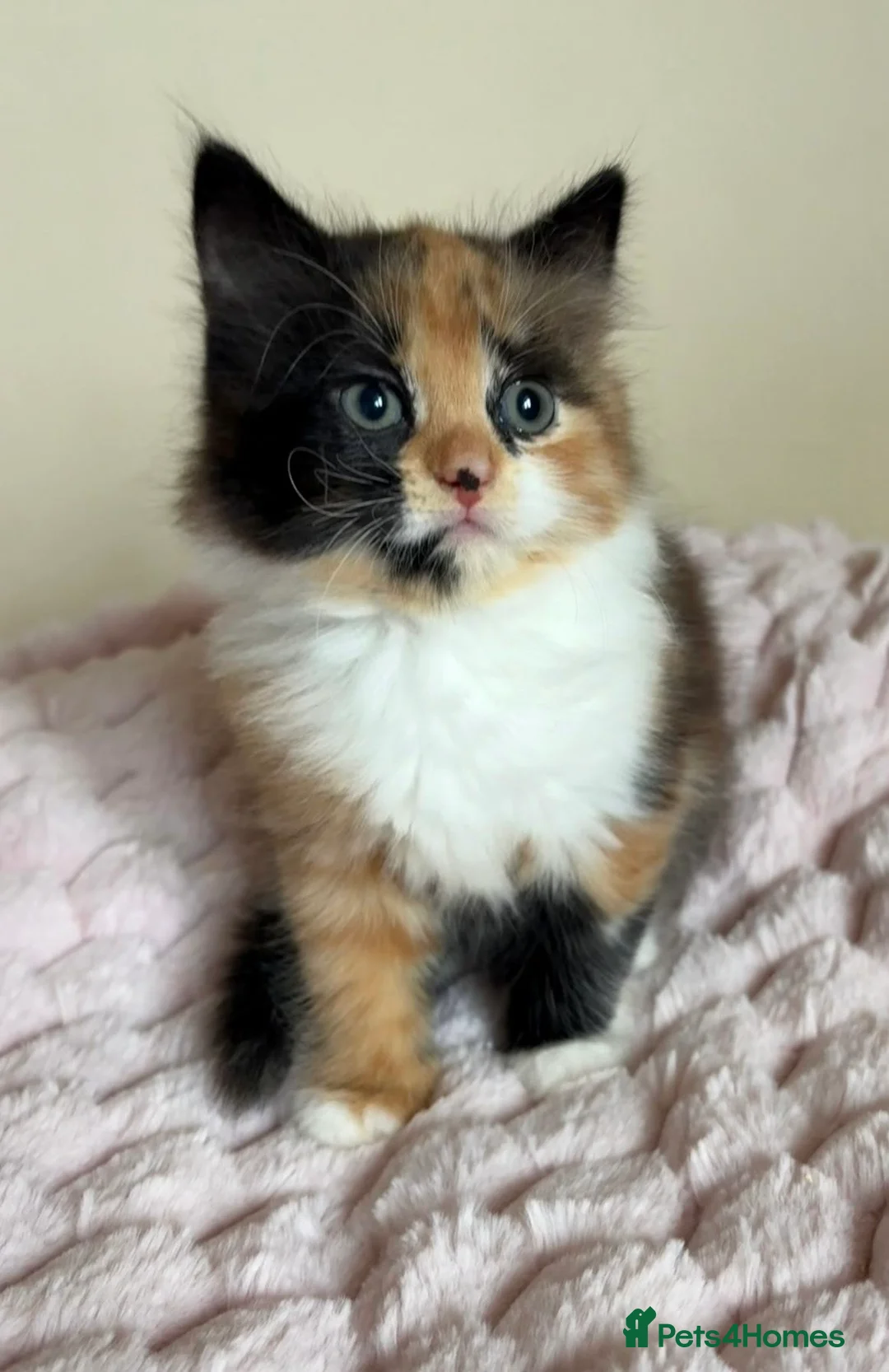 Mixed Breed cats for sale: Beautiful Fluffy Maine Coon Cross kitten  - Advert 15