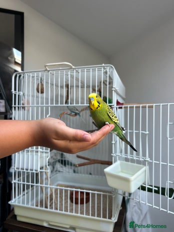 Budgerigars birds - Advert 2