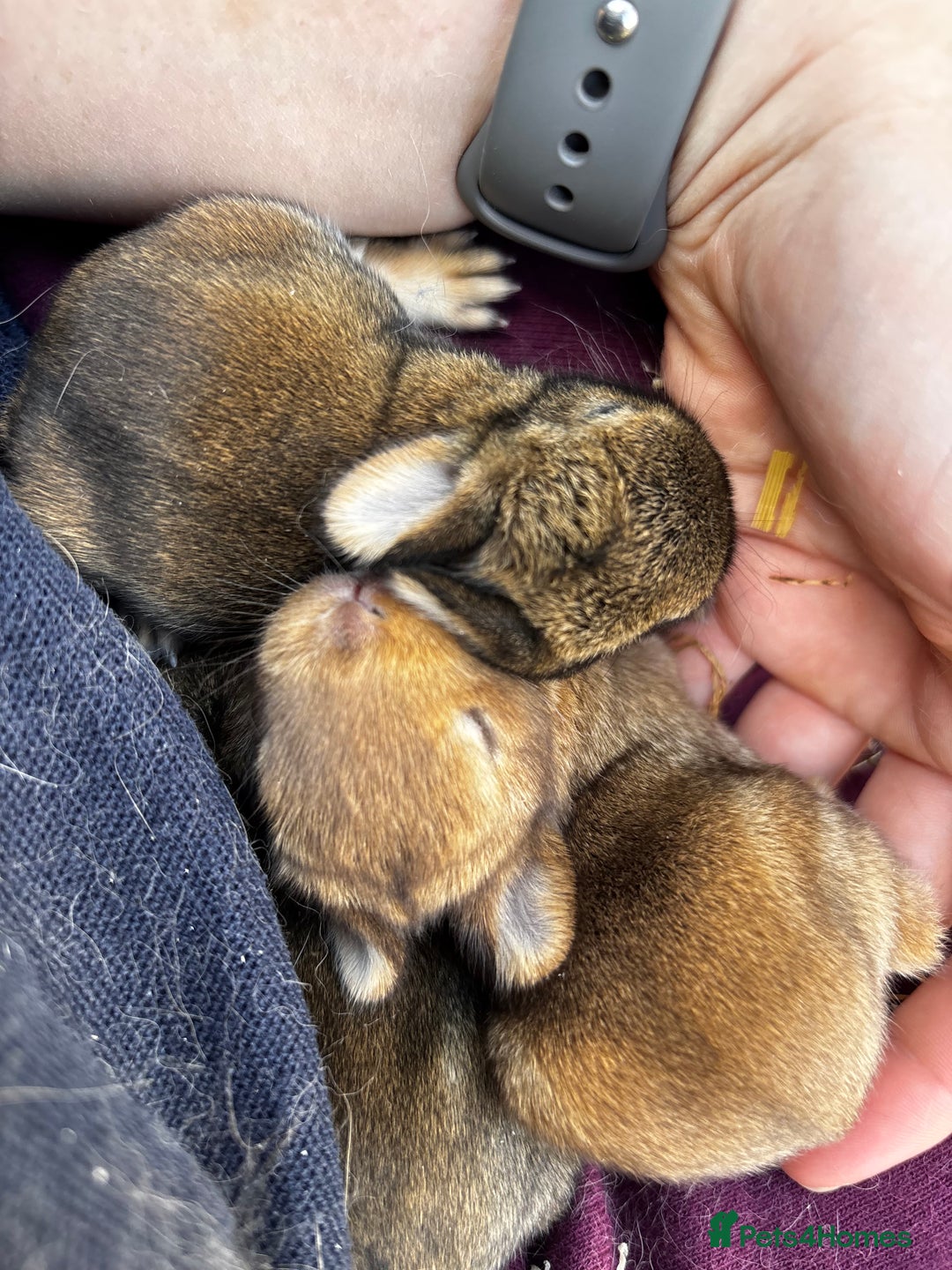 Netherland Dwarf rabbits for sale: Female neverland for sale  in Camberley - Image 5