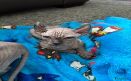 Sphynx cats for sale: male sphynx  - Image 3
