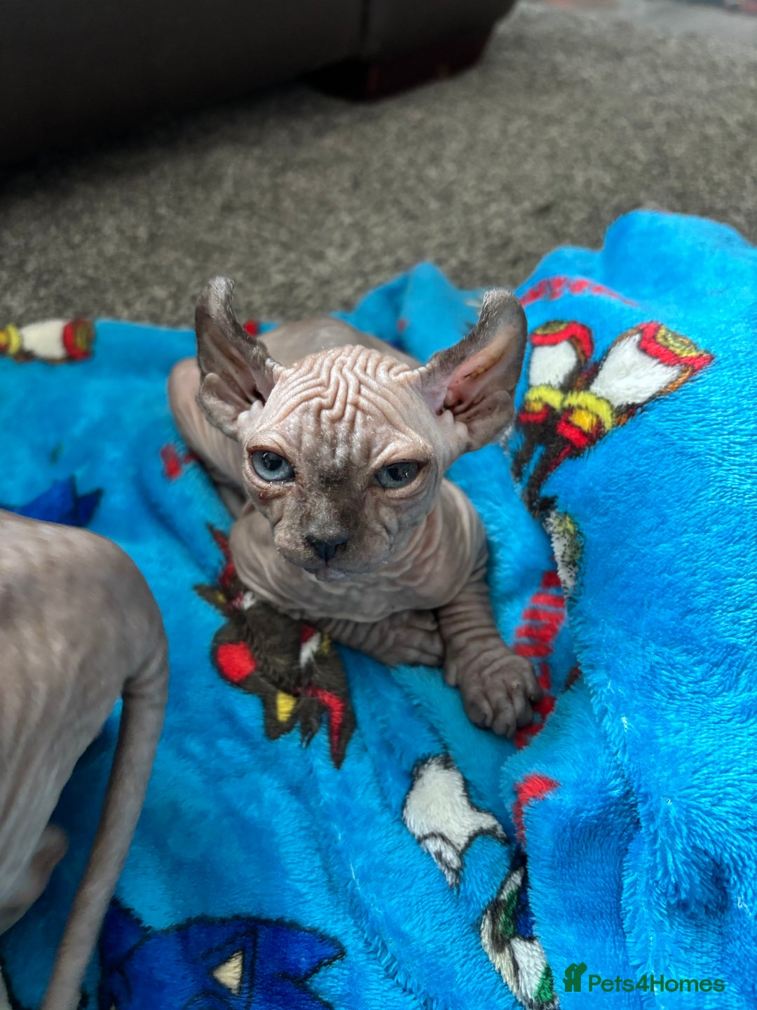 Sphynx cats for sale: male sphynx  - Image 3