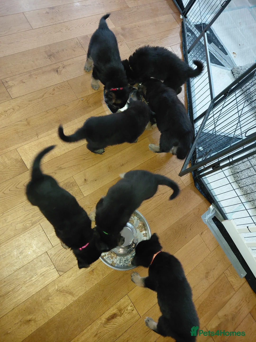 German Shepherd dogs for sale: gsd puppies for sale - Advert 3