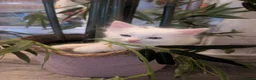 Mixed Breed cats for sale: Beautiful Blue-Eyed Kittens  - Advert 6
