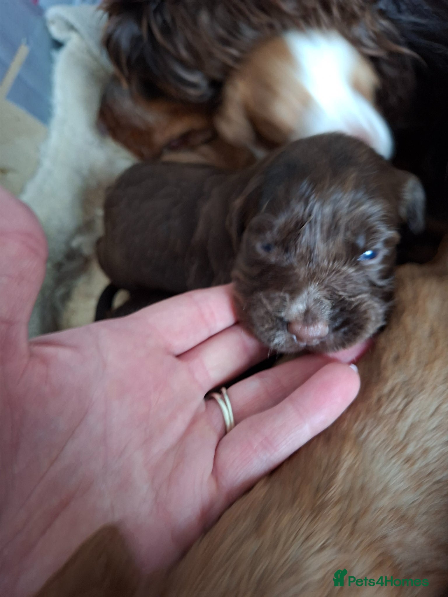 Cocker Spaniel dogs for sale: Cocker spaniel puppies  - Advert 7
